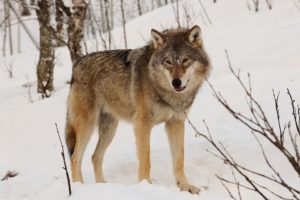 4 Year Old Siberian Girl Walks 8 Km In Waist Deep Snow, At Night, Braving Wolves, To Get Help For Dying Grandma