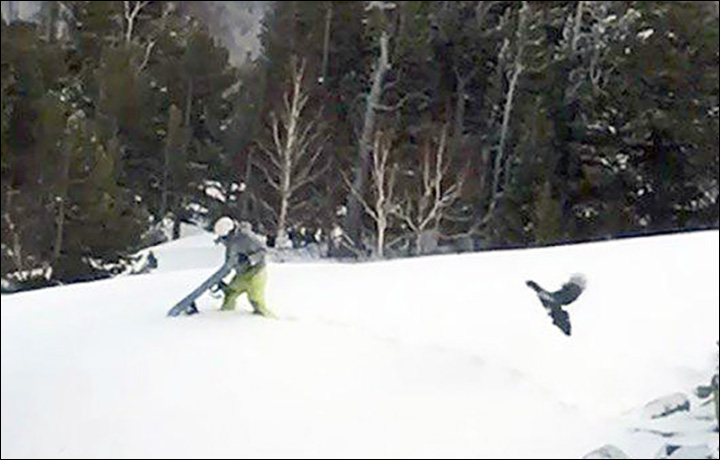 Moment Snow Boarder In Siberia Is Attacked By Irate Capercaillie