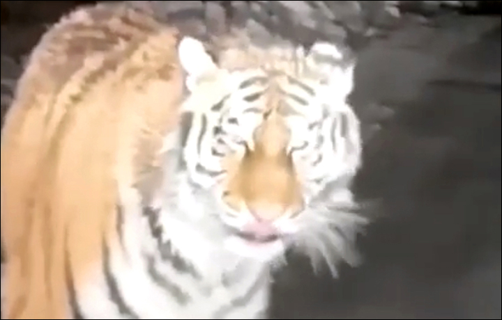 Huge Amur Tiger Filmed Approaching Fishermen’s Car In Russian Far East